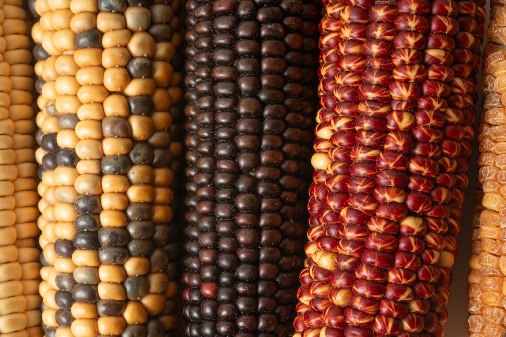 Kernels of Tradition: Maize Round The World on the Stephen and Peter Sachs Museum 