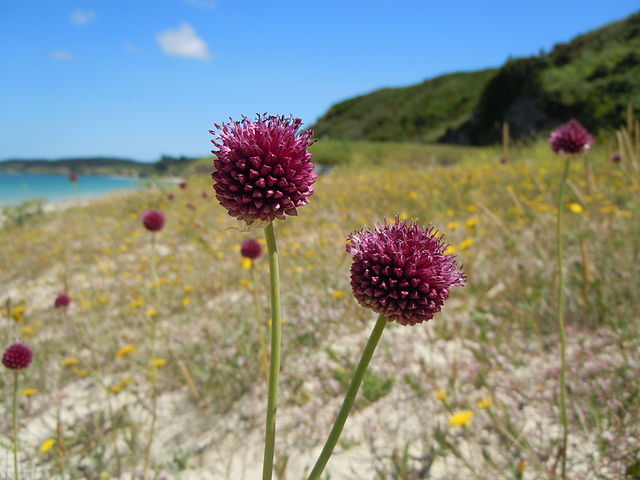 Vegetation of France – Uncover + Share