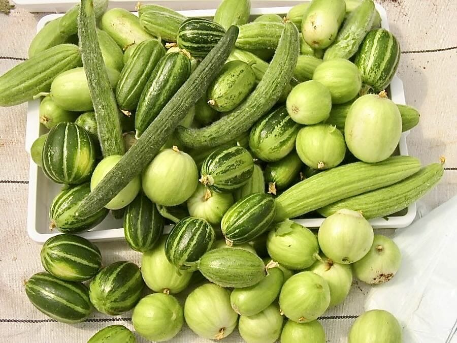 a world of loopy heirloom cucumbers, with jay tracy of the cucumber store