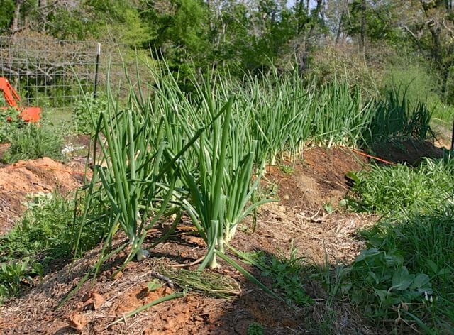 hugelkultur, nature’s raised backyard beds