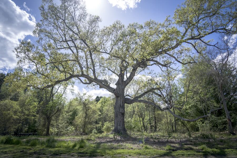 supporting our timber, all their lives lengthy, with basil camu