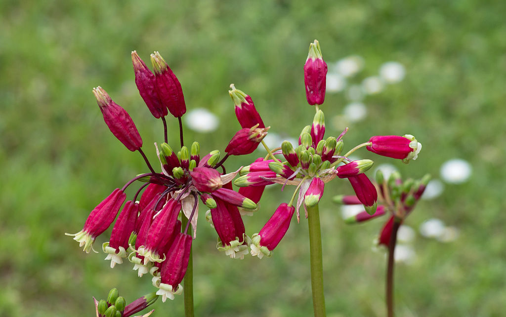 searching for flower bulbs, with ken druse