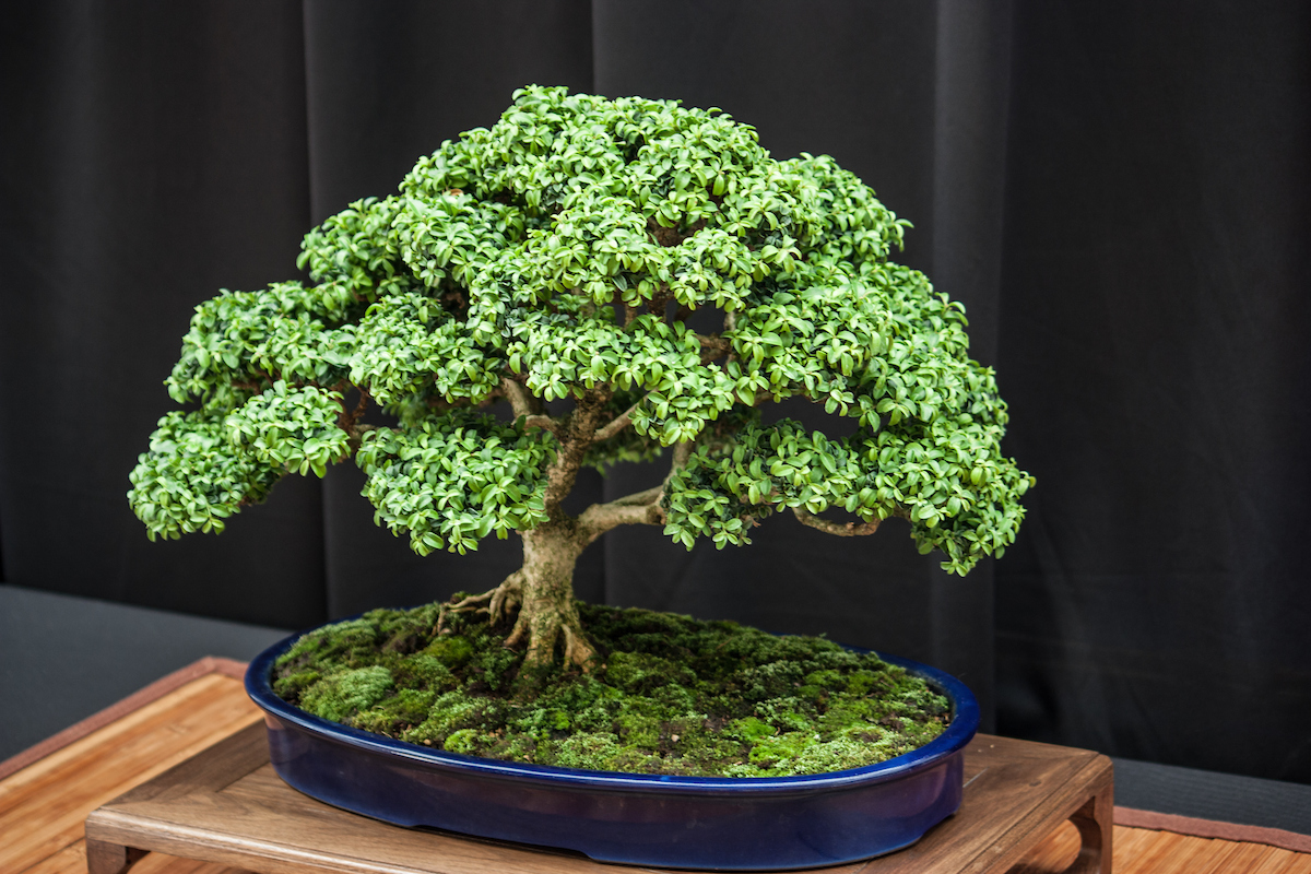 Bonsai for Inexperienced persons from the Missouri Botanical Backyard