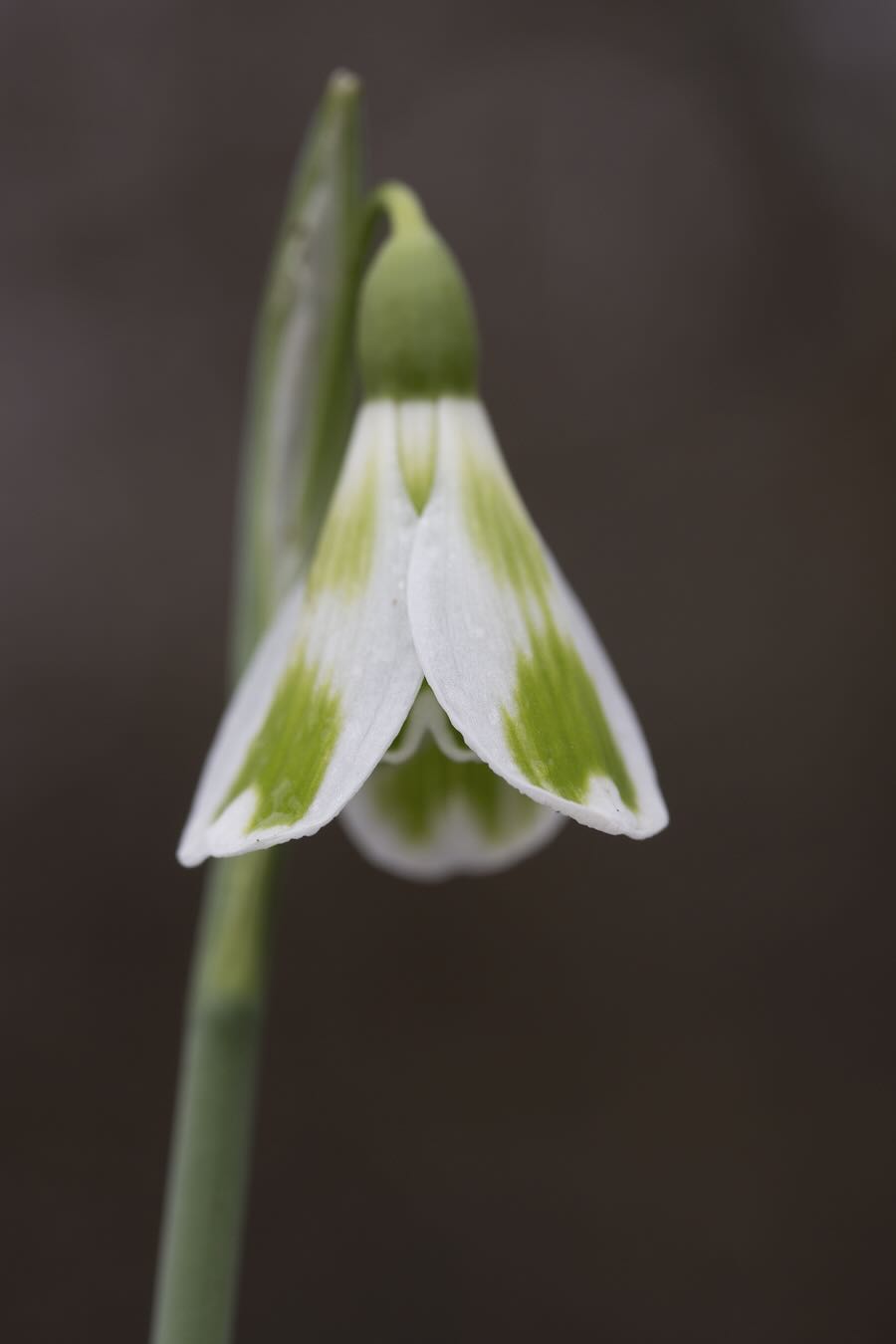 galanthophilia! a ardour for snowdrops, with david culp