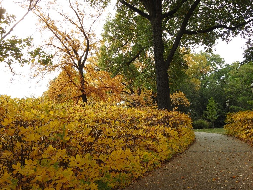 Plant Profile: Bottlebrush Buckeye – Uncover + Share