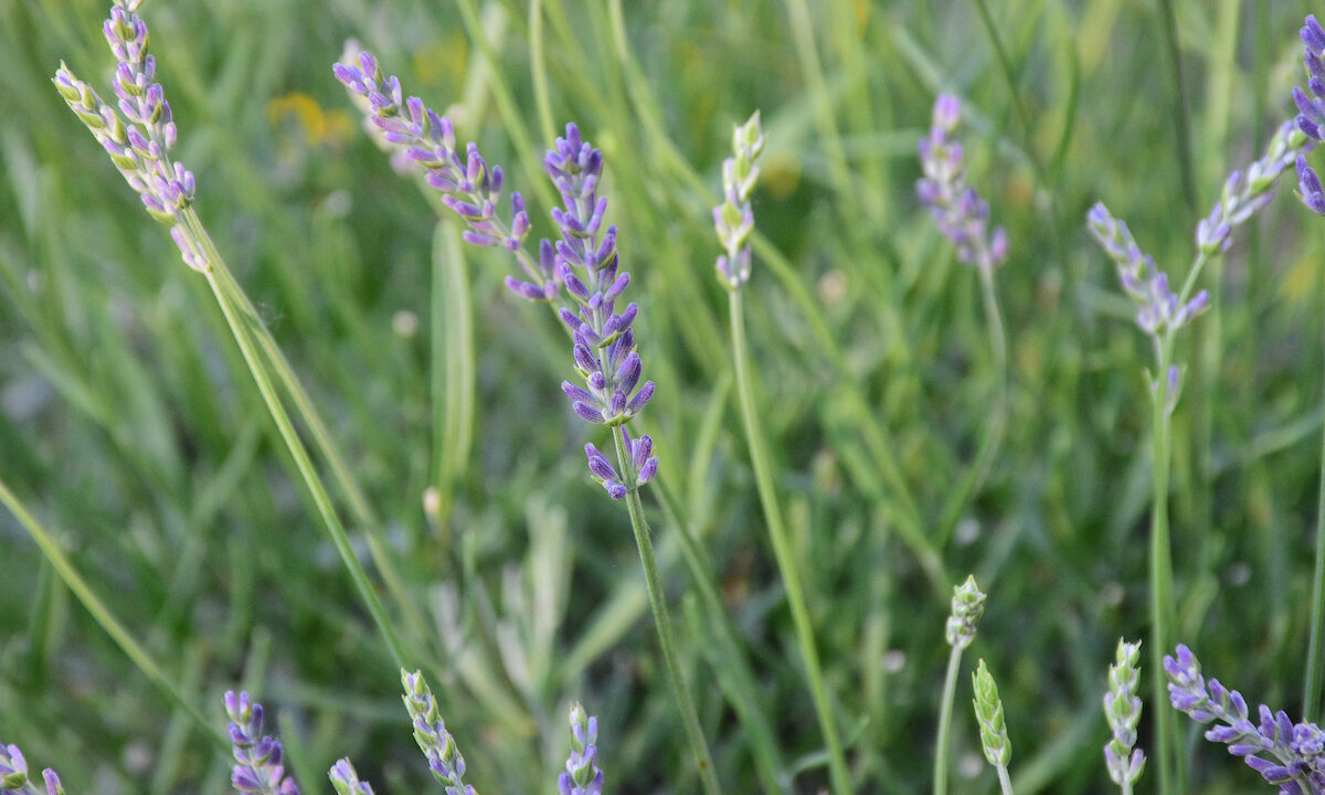 Crops That Can Symbolize LGBTQIA+ Pleasure