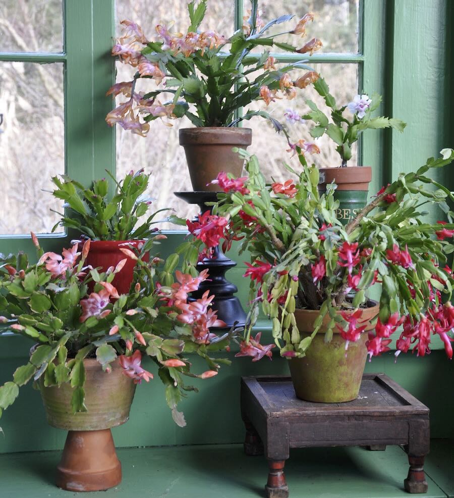 secrets and techniques to holiday-cactus success, with matt mattus