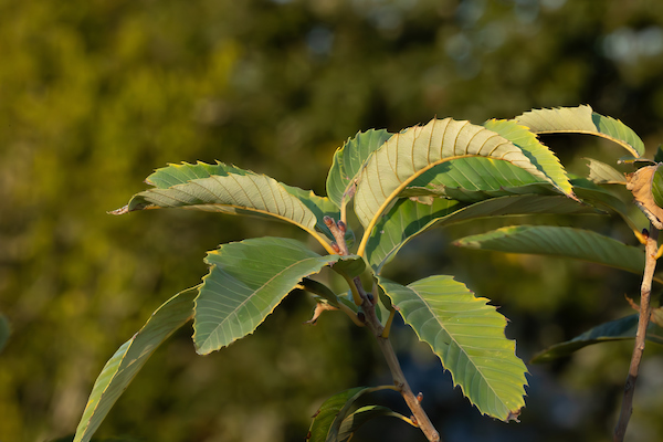 Plant Profile: Ozark Chinquapin  