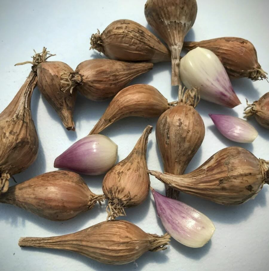 how one can develop shallots (+ some late-season succession suggestions), with ok greene