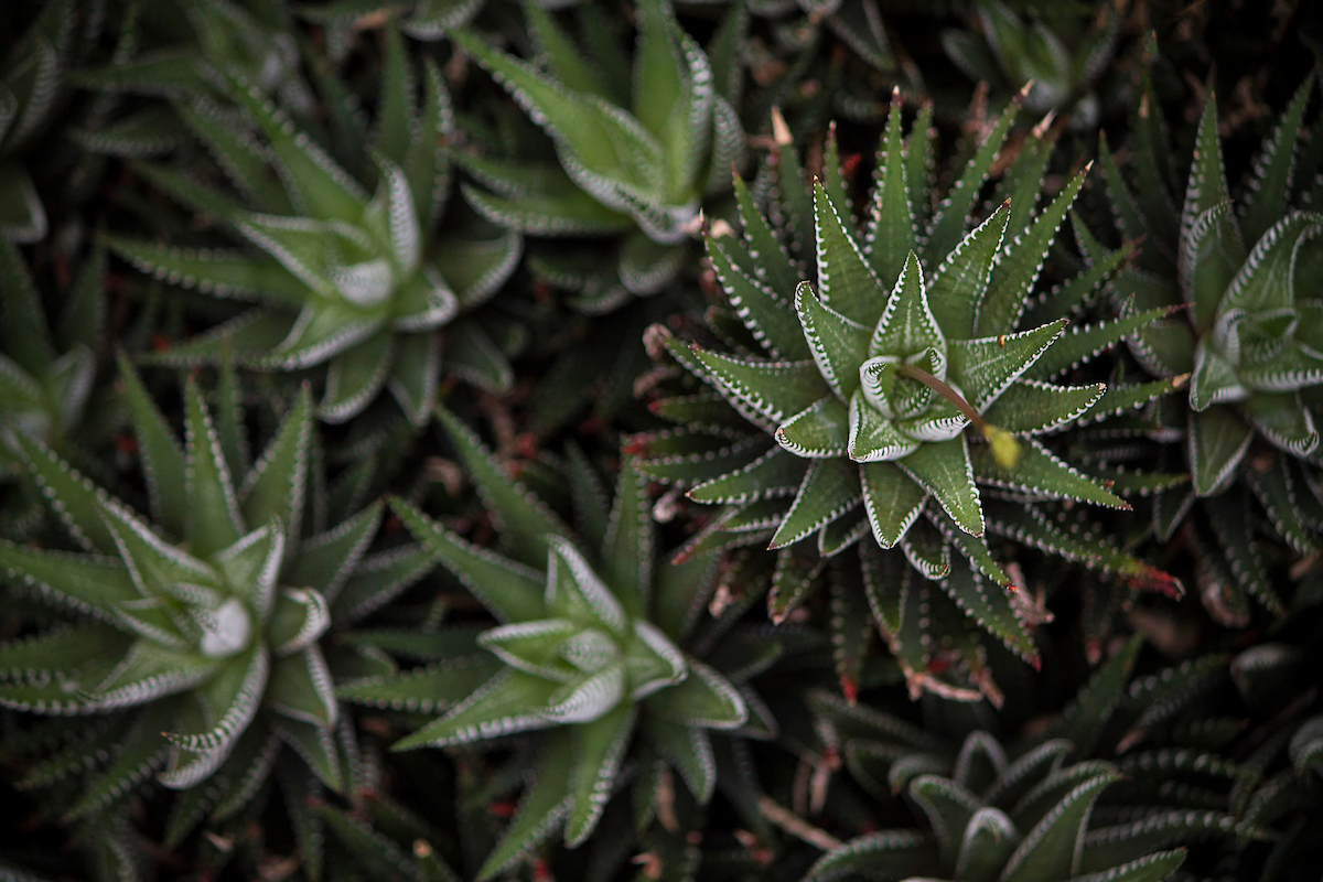 From houseplant novice to plant whisperer, this is a plant reward information for everybody in your vacation record