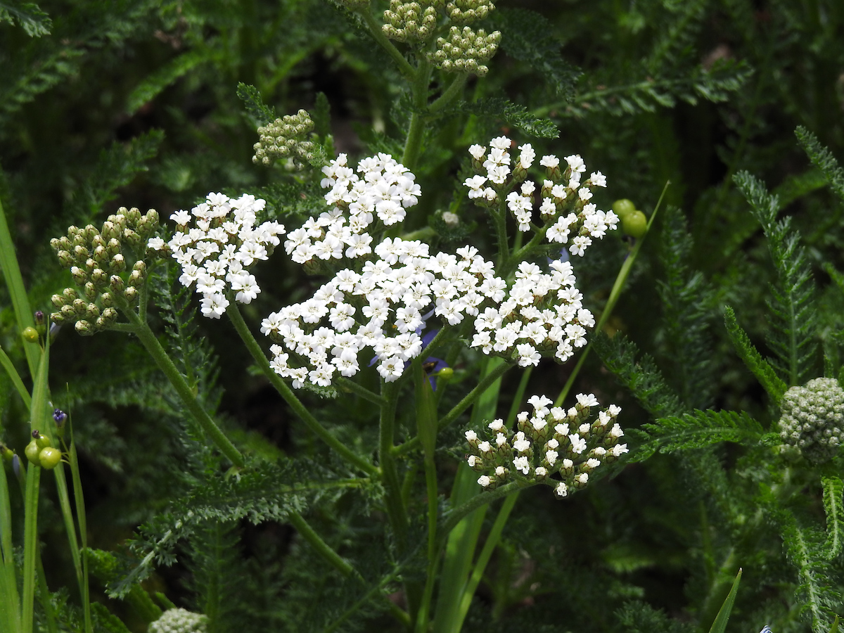 Yarrow (Achillea): The 2024 Herb of the Yr