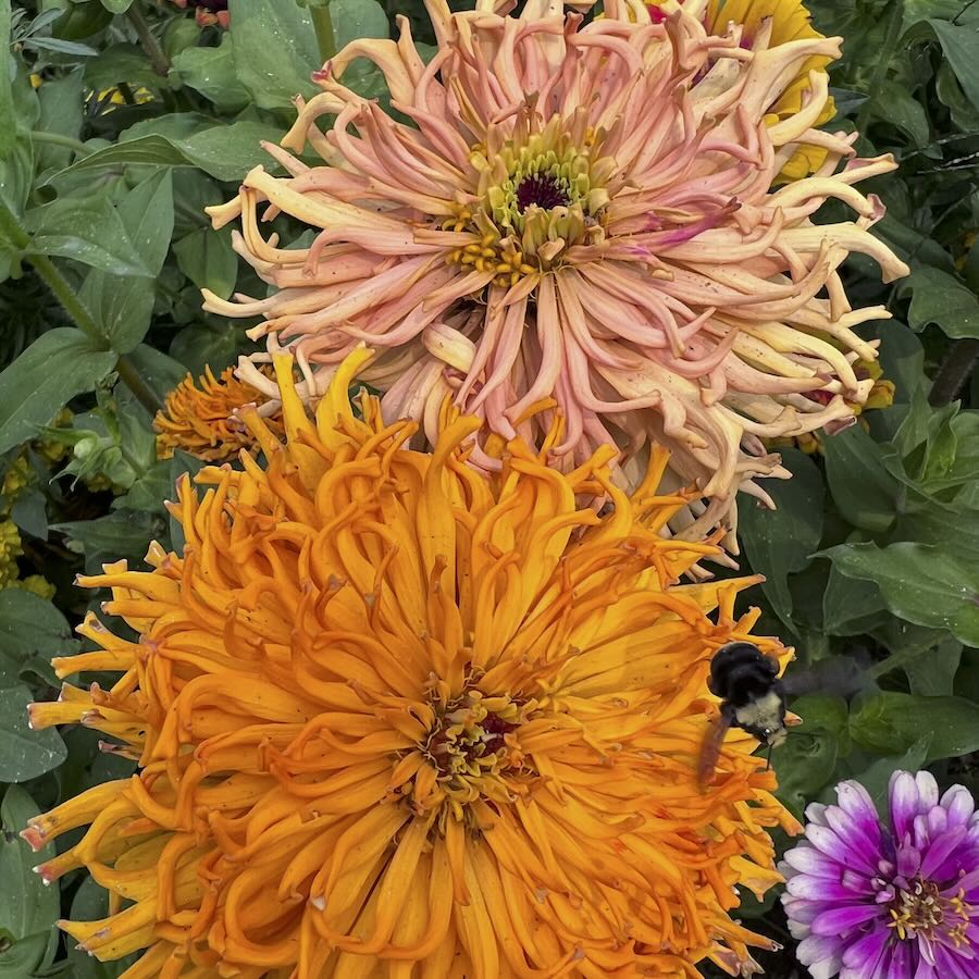 increasing the zinnia palette, with siskiyou seeds’ don tipping