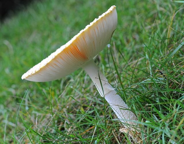 of fairy rings, and amanita mushrooms