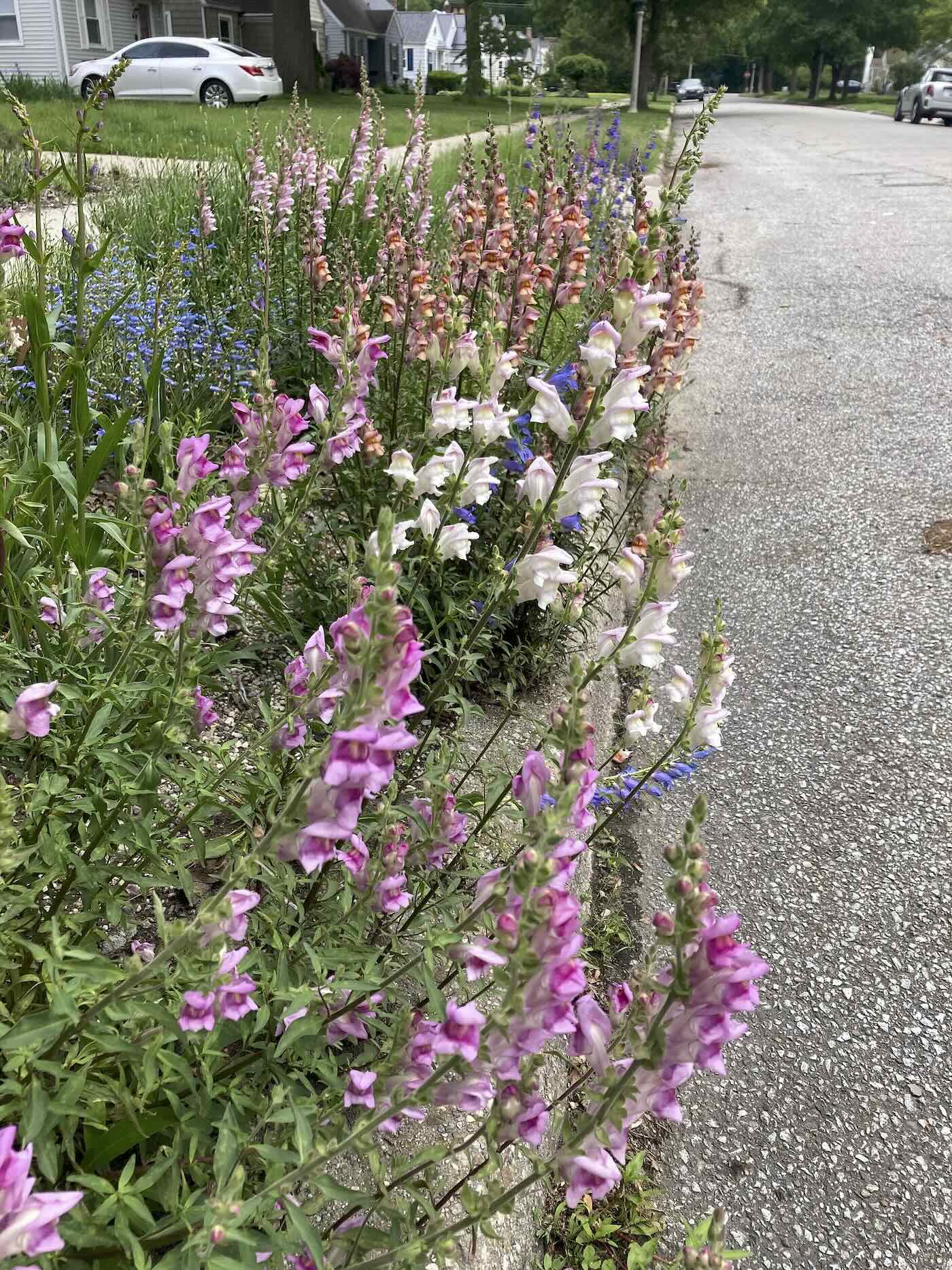 surrendering to snapdragons, with joseph tychonievich