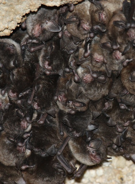 Endangered Bats Spotlight Biodiversity at Shaw Nature Reserve