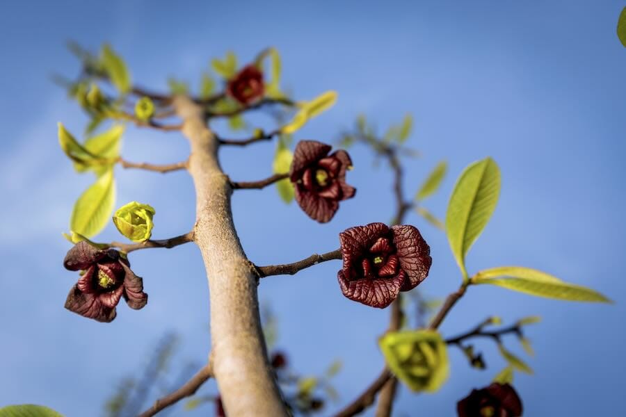 fruitful landscapes: the beginning of a meals forest, with michael judd