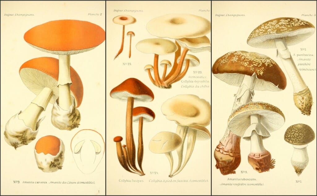 fungi galore: a digital feast of mushrooms