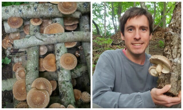 rising mushrooms (and the way fungi develop themselves), with john michelotti