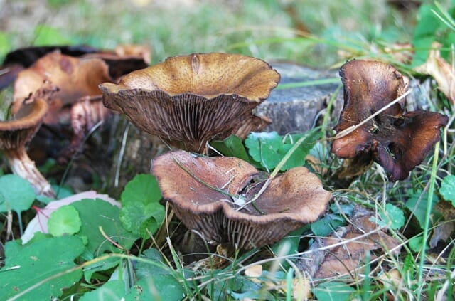 my rising fascination with (yup!) fungus