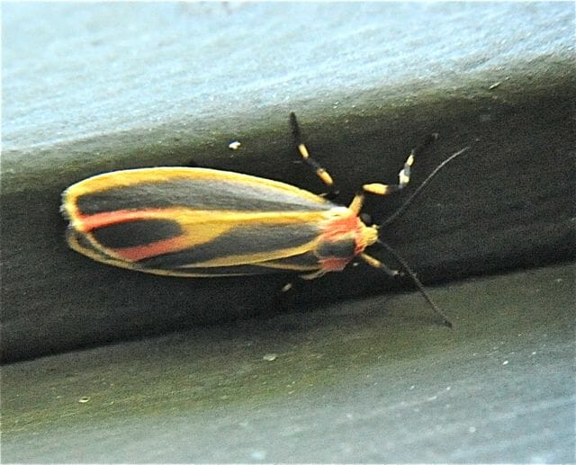 lichen moths: shiny, lovely, weird