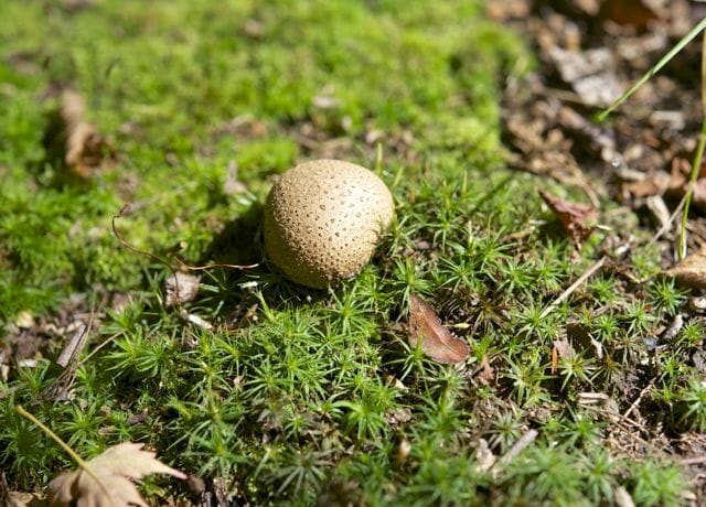 a stroll within the woods with naturalist charley eiseman