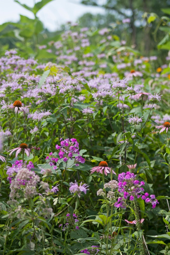 Why Select Native Crops When Gardening?