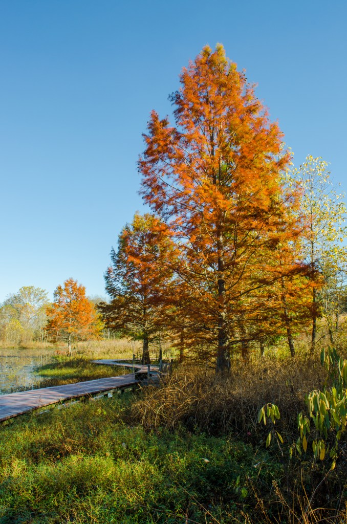 Fall Foliage at Shaw Nature Reserve