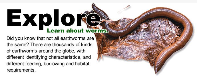 earthworm 101, with nice lakes worm watch