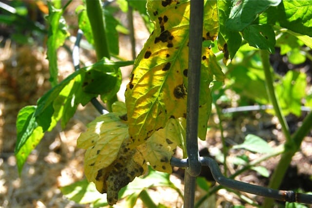 after the flood: tomato troubles in a moist 12 months